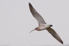 Curlew Crop.JPG