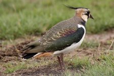 Lapwing.JPG