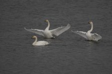 Swans-Display-web.jpg