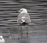 Caspian-gull-1-web.jpg