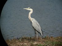 grey heron P6000 DSCN4569.jpg