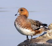 eurasian wigeons P6000 DSCN4783.jpg