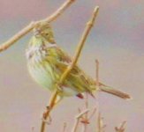 Yellowhammer is revealed!.jpg