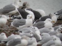 adYellowleggedgulls9-12-7.JPG