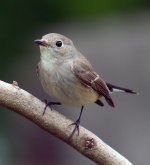 red-throated flycatcher nb P6000 6mm nwareDSCN8096.jpg