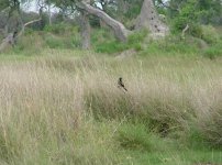 Black Coucal, Xaranna, Okavango Delta.JPG