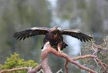 Golden Eagle  3945.jpg