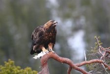 Golden Eagle  3653.jpg