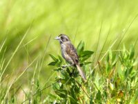 Seaside Sparrow2.jpg