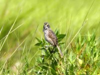 Seaside Sparrow.jpg