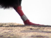 black guillemot giles quay 15 may 05.jpg