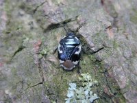 copy of Pied Shieldbug.jpg