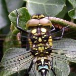 southern_hawker_thorax_1aug05_420_20.jpg