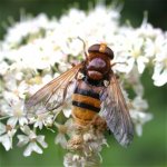 volucella_zonaria_6aug05_420_20.jpg