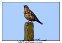 1354a-(Mistle-Thrush).jpg