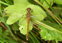 immature darter.jpg