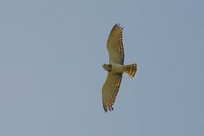 Beaudoin's-Snake-Eagle.jpg