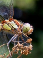 common_darter_5aug04_420b.jpg