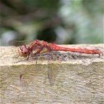 common_darter_16aug04_420a.jpg