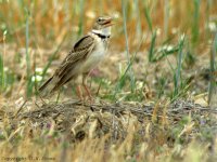 calandra-lark.jpg