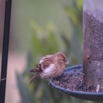 Redpoll-2.jpg