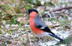 Bullfinch  (Northern) 4448.jpg