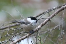 Marsh Tit  4531.jpg