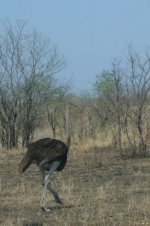 Ostrich 1.jpg