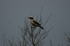 Southern  White-crowned Shrike.jpg