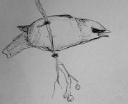 waxwingsketch.jpg