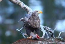 White-tailed Sea Eagle  6480.jpg