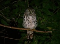 Pearl-spotted Owlet (night), Xaranna, Okavango Delta.jpg