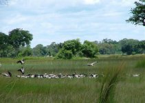 Yellow-billed Storks, Xaranna, Okavango Delta.jpg