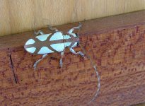 Turquoise Longhorn beetle.jpg