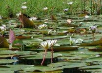 Water-lilies.jpg