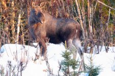 Moose  7725.jpg