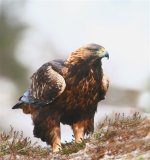 Golden Eagle  8124.jpg