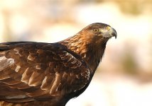 Golden Eagle  4234.jpg