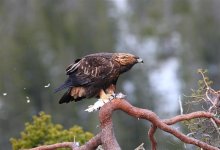 Golden Eagle  3660.jpg