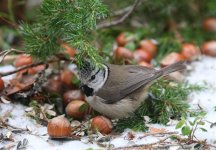 Crested Tit  4576.jpg