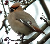 Waxwing 5.jpg