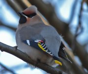 Waxwing 9.jpg