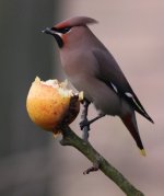 2.Waxwing.JPG