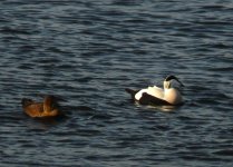 Borealis_Eider_Girdle_Ness_310109a.jpg