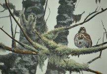 Winter Song Sparrow.JPG