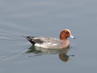 Wigeon 700mm.JPG