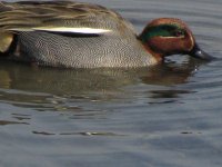 Common Teal  2240mm.JPG