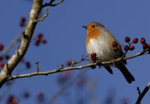 Christmas-Robin2-web.jpg