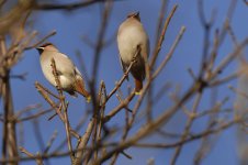 Waxwing1web.jpg