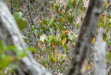 RCParakeet_Ulva_241108a.jpg